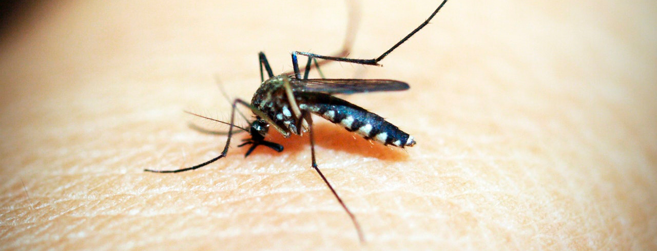 esposa Ejecutante Impermeable Por qué pican las picaduras de mosquito? - Ciencia Divertida Galicia  Ciencia Divertida Galicia